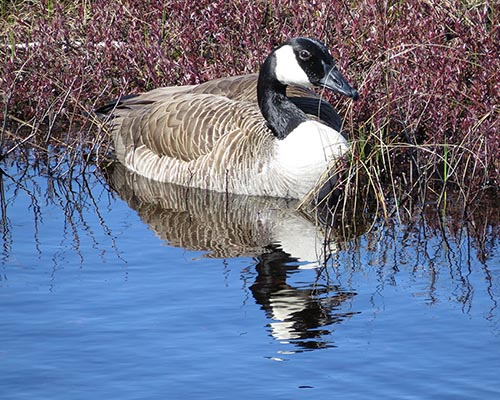 Canada Goose